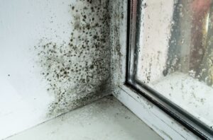 Prevent Mold and Mildew in Your Home